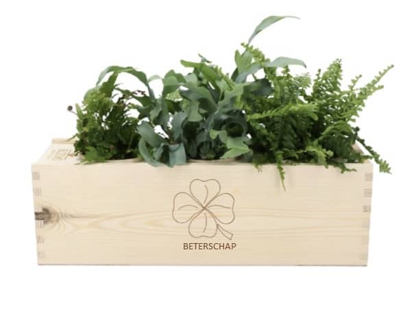 Bloom out of the box - plantje - kist