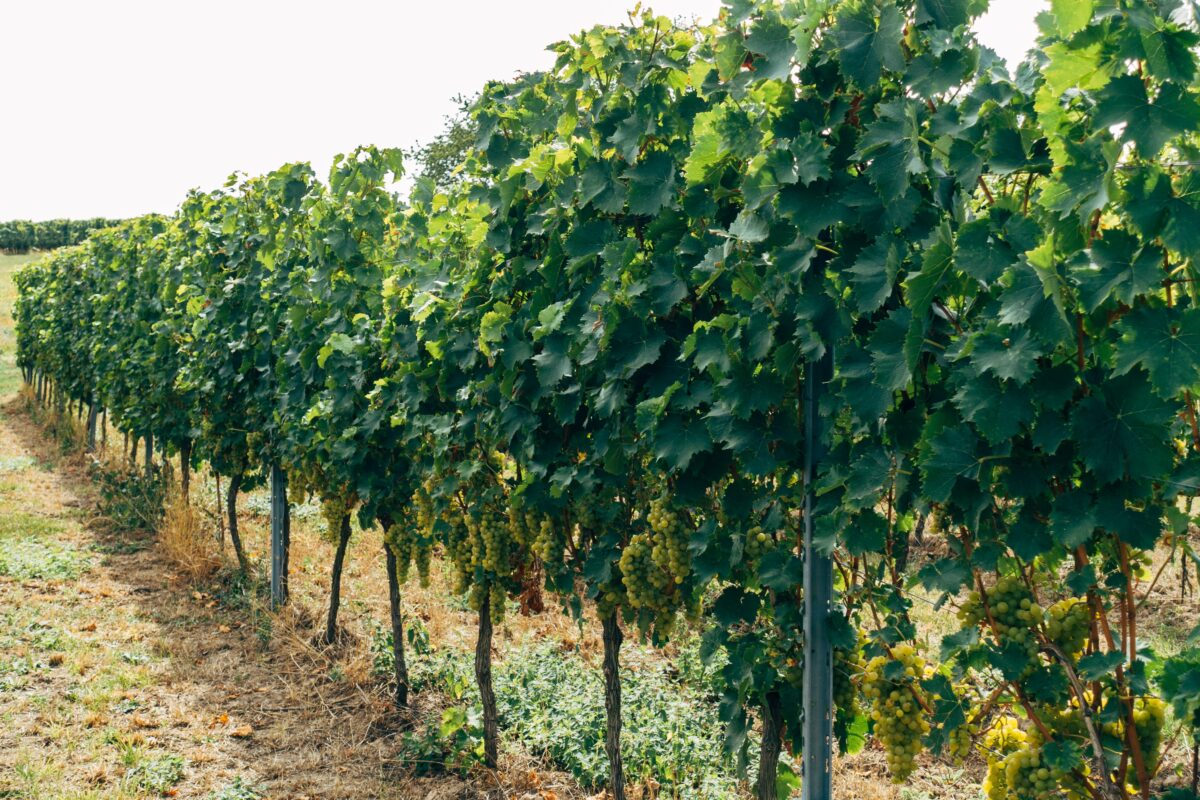 Wijnranken op een veld - Mereveld wijn