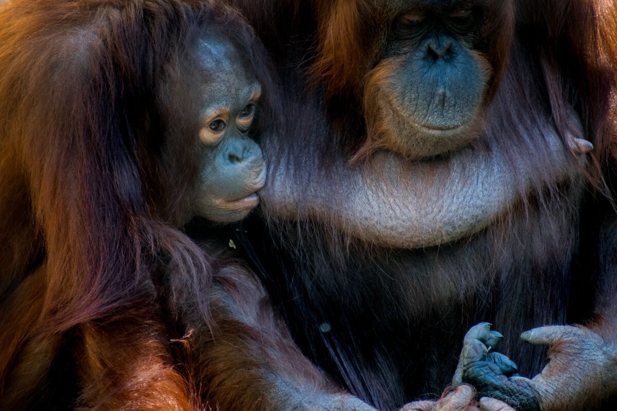 Orang Oetang die bij zijn moeder drinkt
