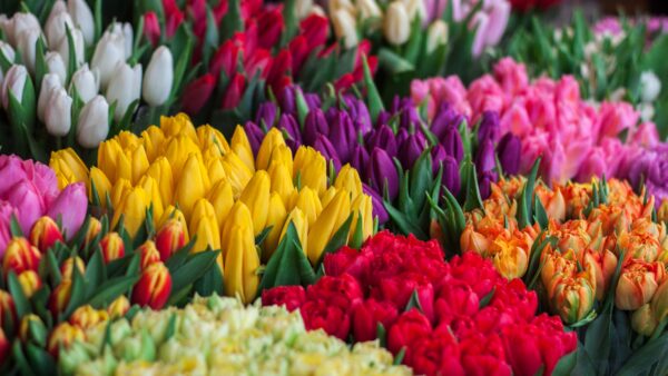 lentegevoel - tulpen