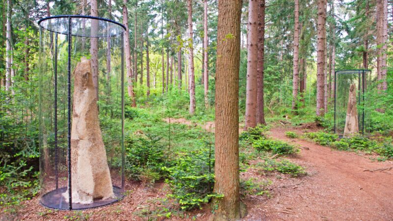 Paradys - Meet in Friesland - bos met bomen in doorzichtige buizen - foto Marcel-van-Kammen