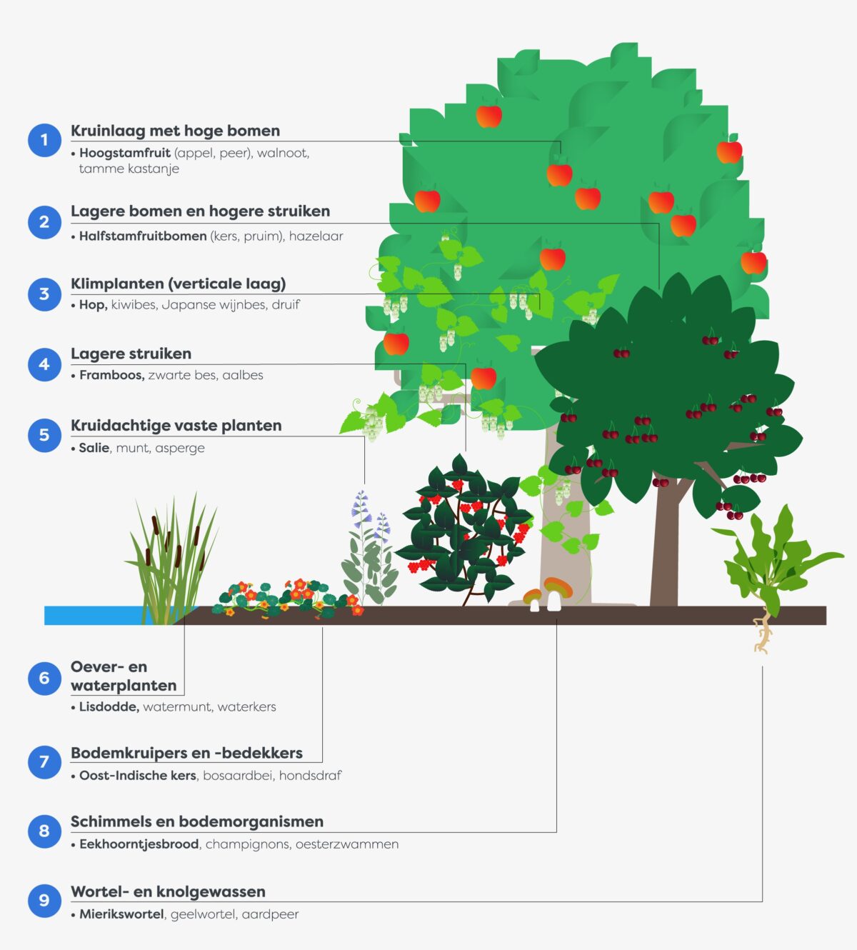 Voedselbos infographic Trees for All