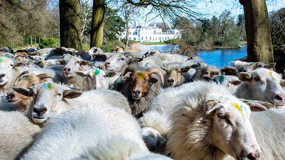 Schapenkudde Paleis Soestdijk Nufotograferen-schapen