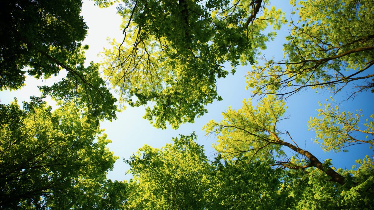 Greenbookings - bomen in de lucht