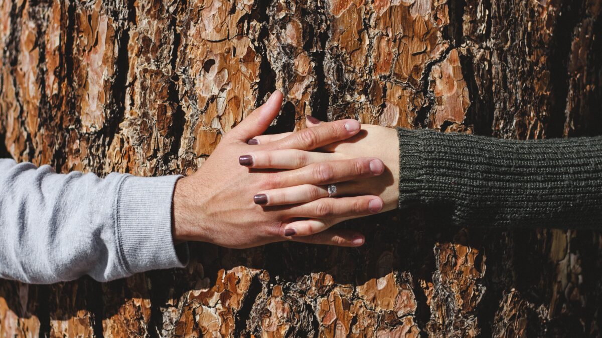 Twee handen die elkaar vast houden rond een boom